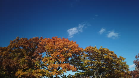 Motion-time-lapse-of-fall-tree-canopy,-sky,-and-fast-moving-clouds