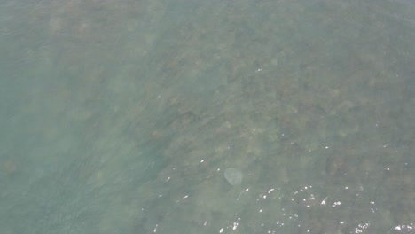 Aerial-View-Of-The-Stingray-Swims-Above-The-Coral-Reef-In-Thornton-Beach-In-Queensland,-Australia