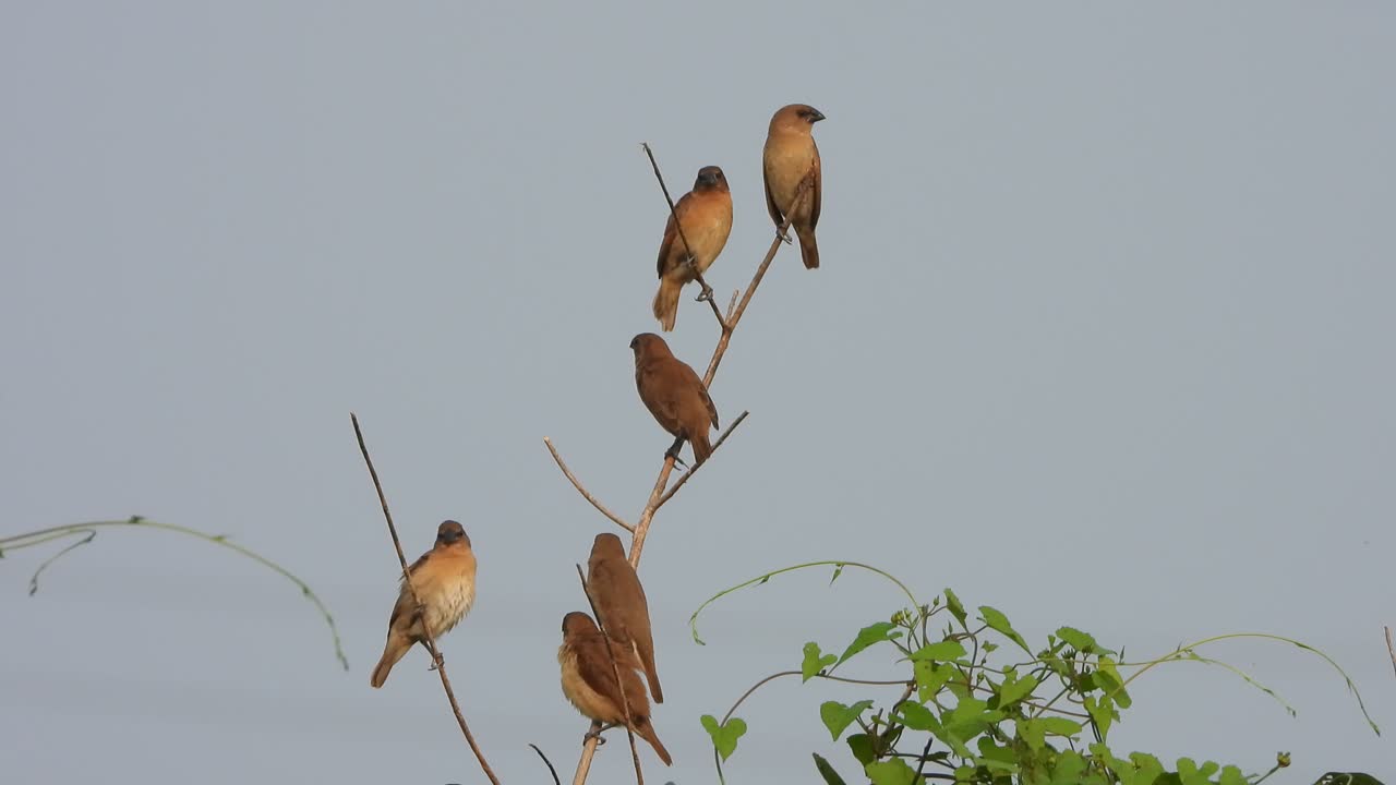 scaly-breasted munias - 하늘 -휴식