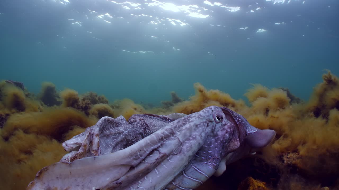 sepia gigante australiana sepia apama migración whyalla sur de australia 4k cámara lenta, apareamiento, puesta de huevos, lucha, agregación, bajo el agua