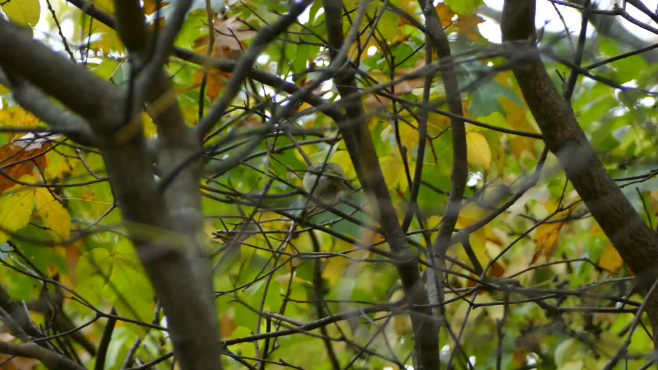 Small Song Bird Is Perched In A Colourful Tree During Fall, Canada