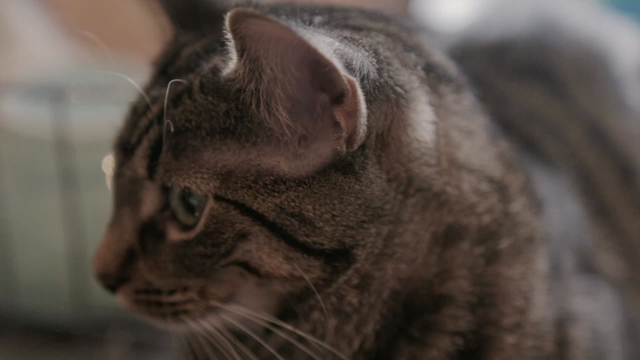 Gatto domestico a strisce marroni che osserva l'ambiente circostante - Primo piano