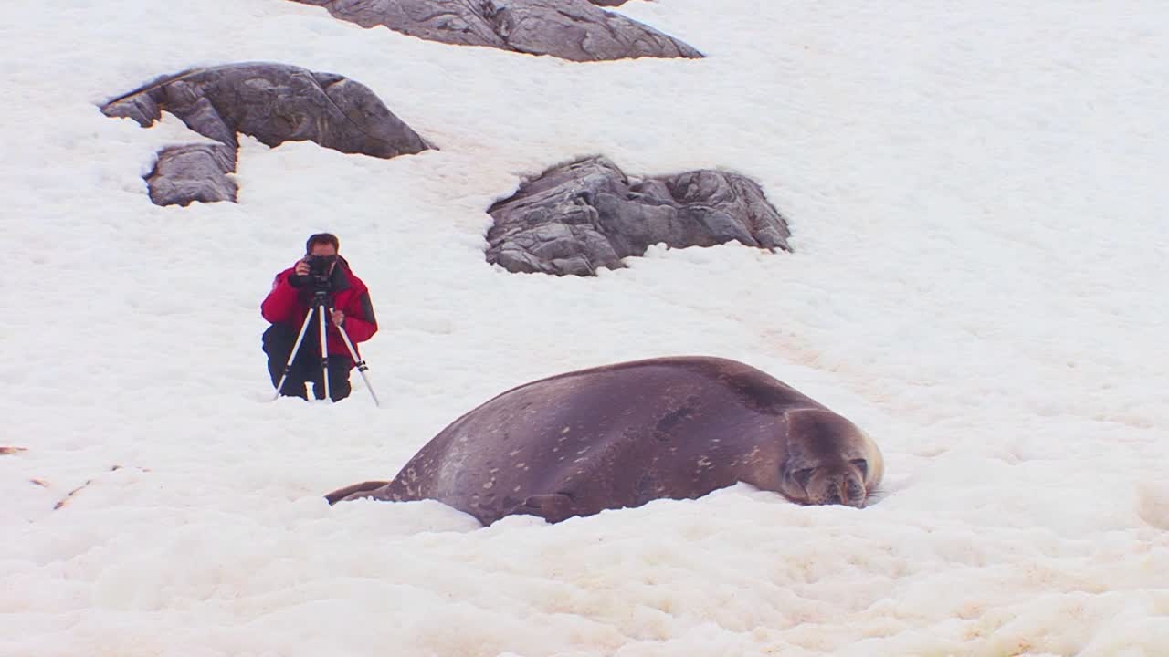 한 남자가 북극의 빙원에서 코끼리 물범을 촬영합니다.