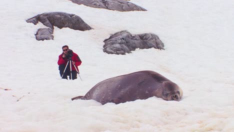 Ein-Mann-Fotografiert-Einen-See-Elefanten-Auf-Einem-Eisfeld-In-Der-Arktis