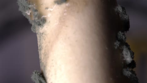explore the detailed texture of a moldy paper straw in this close-up shot.