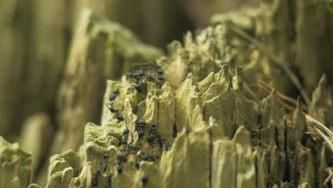 hormigas sedosas se mueven en el nido, hormiguero con hormigas sedosas en primavera, trabajo y vida de las hormigas en un hormiguero, día soleado, macro de primer plano, poca profundidad de campo