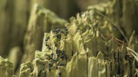 silky ants move on the nest, anthill with silky ants in spring, work and life of ants in an anthill, sunny day, closeup macro shot, shallow depth of field