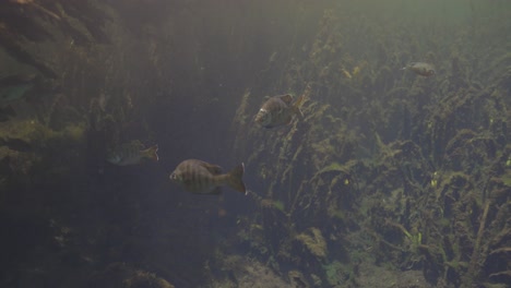 Underwater-view-of-fish-swimming-in-clear-natural-spring-water-with-algae-and-vegataion