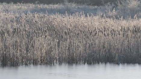 Espadañas-Borde-Del-Lago-Congelado-Frost-Reino-Unido