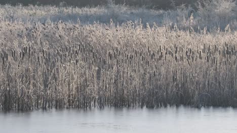 espadañas borde del lago congelado frost reino unido