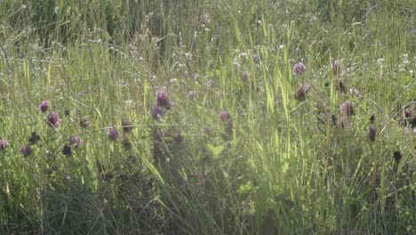 Field-of-clover-meadow-blows-in-gentle-breeze