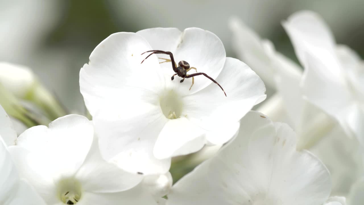 una araña cangrejo negra en la flor
