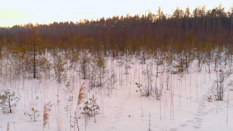 Pine-young-growth-in-swamp-during-winter,-low-aerial-fly-forward