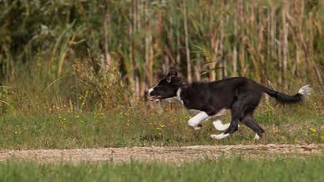 perro border collie, joven macho corriendo en el césped, normandía, movimiento lento 4k
