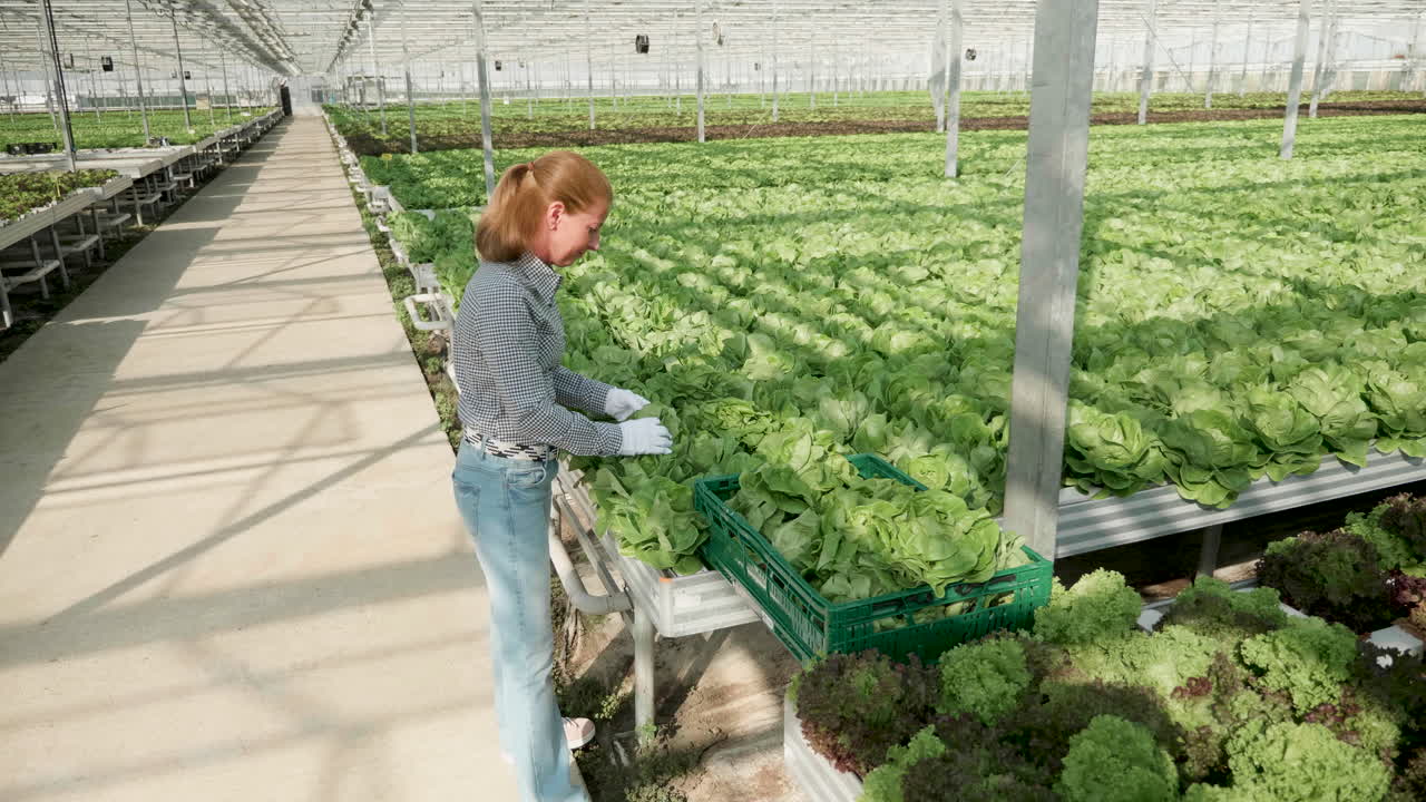 Woman harvesting lettuce in a greenhouse