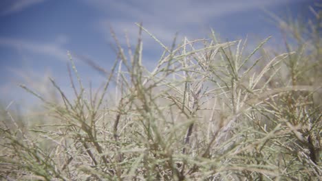 Cerca-De-Plantas-En-El-Postre-Con-Cielo-Azul-Y-Nubes-Finas.