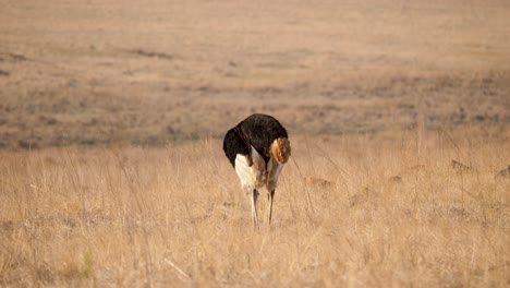 ostrich-stands-and-looks-around-for-food-in-the-savanna-of-a-wildlife-park-in-south-africa