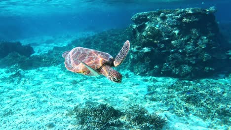 toma panorámica lenta de tortugas marinas verdes nadando bajo el mar azul tropical