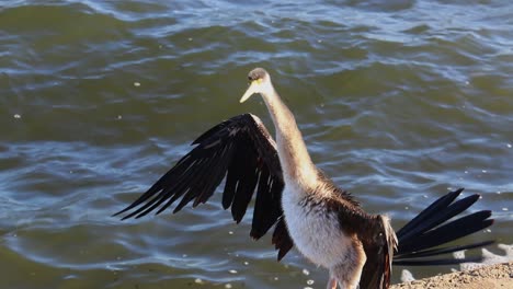 cormorán secando sus alas en la orilla del río, perth, australia occidental