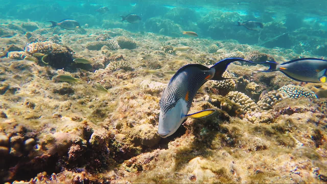 Primo piano di pesce chirurgo che nuota vicino alla telecamera