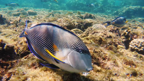 Close-Up-Of-Surgeon-Fish-Swims-Near-The-Camera