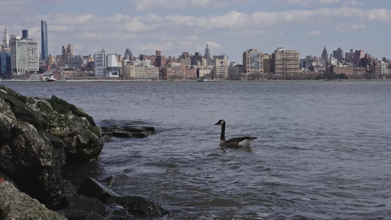 Two Canada geese swim near rocky riverbanks with Manhattan’s skyline visible across the Hudson River