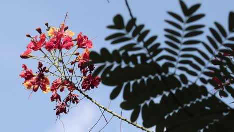 Caesalpinia-Blume-Auf-Dem-Hintergrund-Des-Blauen-Himmels