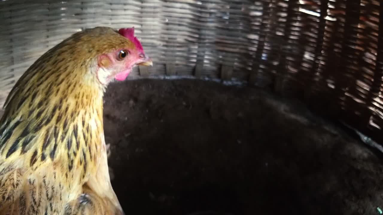 primer plano de una gallina dentro de una canasta de pollo tejida tradicional