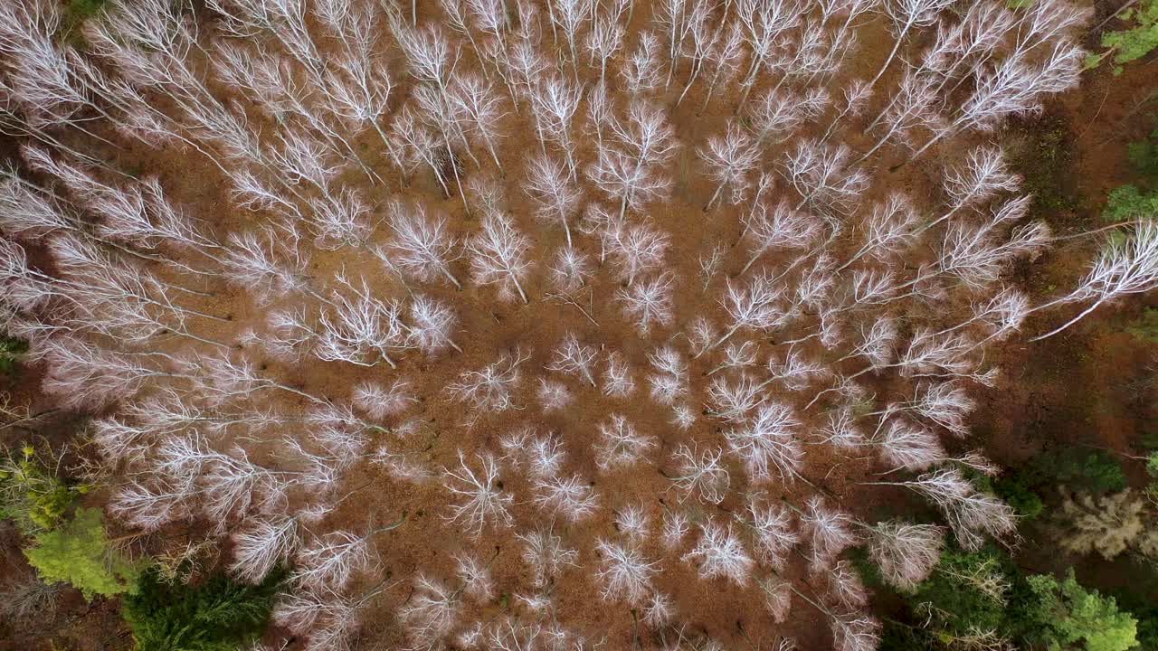 Fabulous autumn forest with white birches and green pines. Aerial drone view. Deciduous forest in the fall
