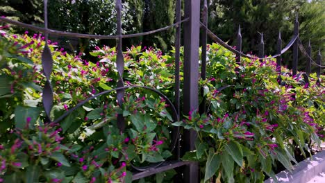 a vibrant display of purple wisteria vines growing along an ornate iron fence in crimea