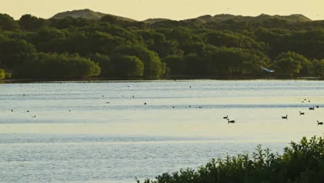 hábitat lacustre rodeado de vegetación verde como lugar de encuentro idílico para numerosas especies de aves al atardecer