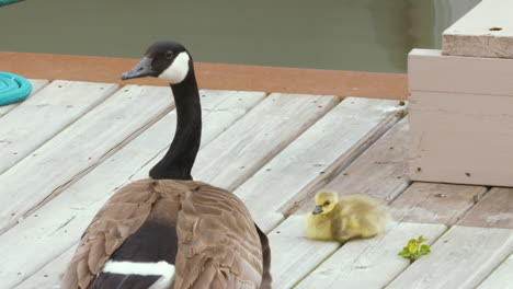 a proud mother goose sits on a dock dutifully guarding her baby gosling