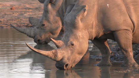 close medium shot of white rhinos drinking at a waterhole
