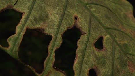 Hoja-Enferma-De-Planta-De-La-Selva,-Vista-De-Movimiento-De-Cerca