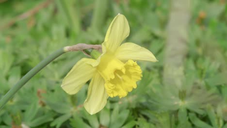 narciso moviéndose rítmicamente en el viento, fondo verde de la naturaleza.