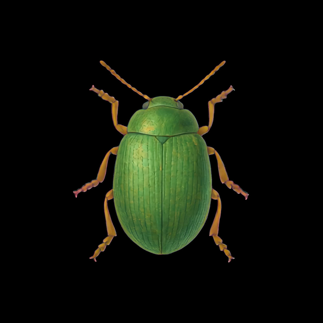 Detailed illustration of green beetle animation isolated asset, transparent 4K video, alpha channel