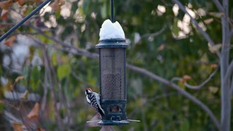 El-Pájaro-Carpintero-Malo-Patea-Al-Pinzón-Hambriento-Del-Comedero-De-Pájaros-Nevados,-Cámara-Lenta