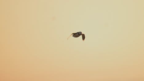 slow motion puffin bird flying in sunset sky, atlantic puffins in flight with beautiful orange sunset sky, uk seabirds flying on skomer island