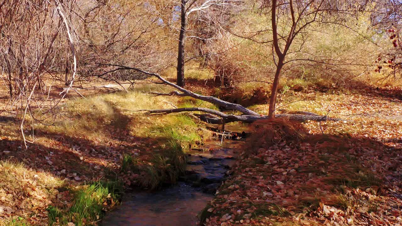 Late Autumn woodland stream in Nevada wetlands