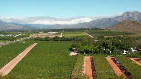 rows of grapevines in the vineyards in cape town, south africa at spring