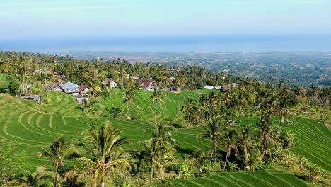 Filmisches-Drohnenvideo-Von-Der-Reisterrasse-In-Asien,-Indonesien-Mit-Grüner-Farbe-Und-Wunderbarem-Sonnenlicht