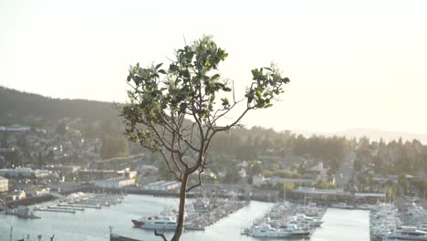 árbol-Que-Sopla-En-El-Viento-Con-Cap-Sante-Marina-En-El-Fondo-Al-Amanecer-En-Anacortes,-Washington,-Estados-Unidos