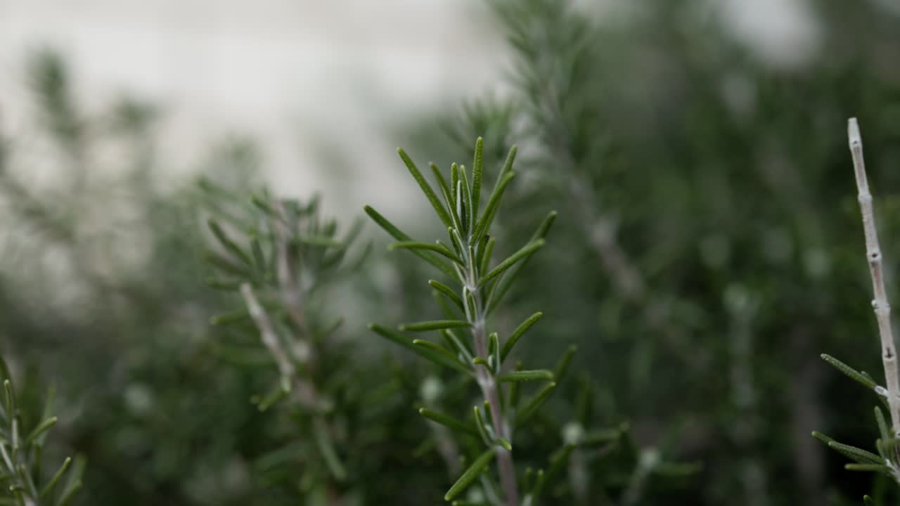 Extreme close-up macro shot of rosemary leaves on the bush, perfect for cooking and organic living themes