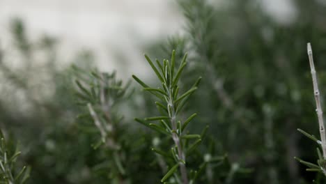 extreme close-up macro shot of rosemary leaves on the bush, perfect for cooking and organic living themes