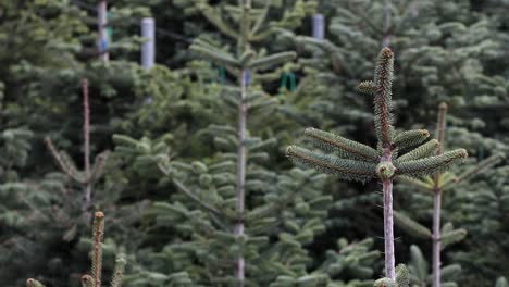 outdoor close-up footage of colorful pine saplings