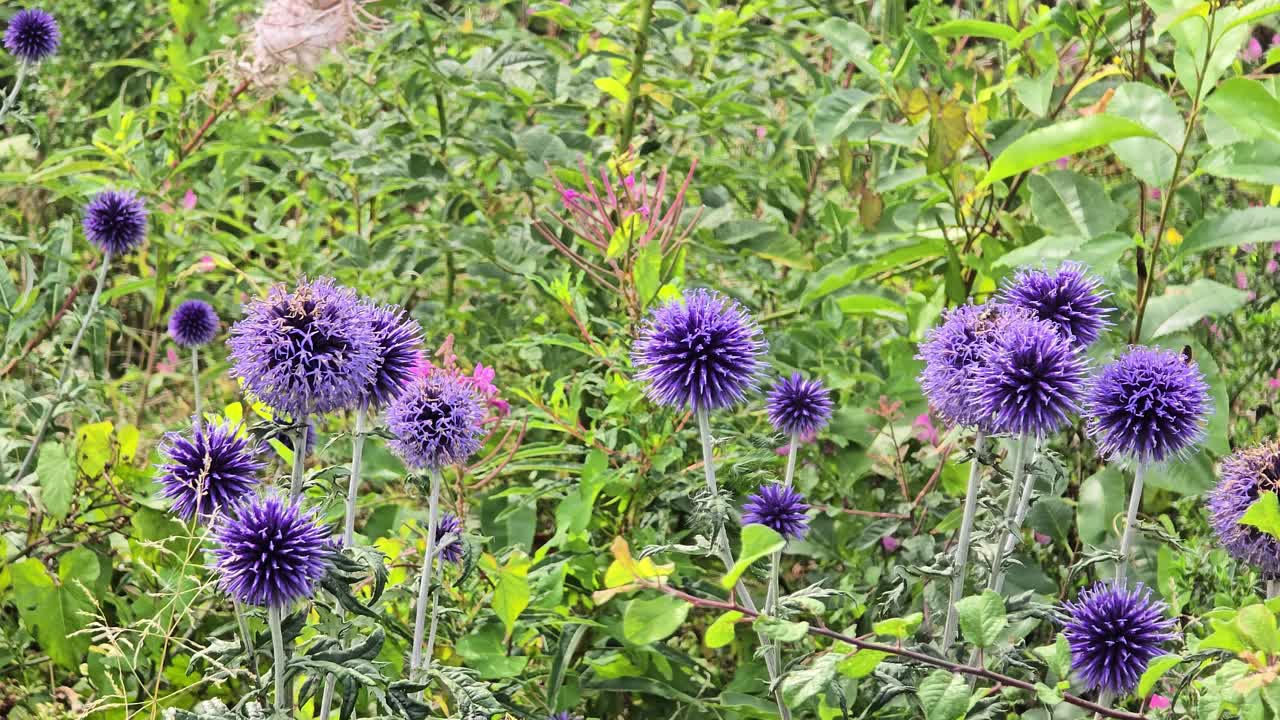 Cardi sferici blu nel giardino: Primo piano dei capolini distintivi e rotondi dell'Echinops.