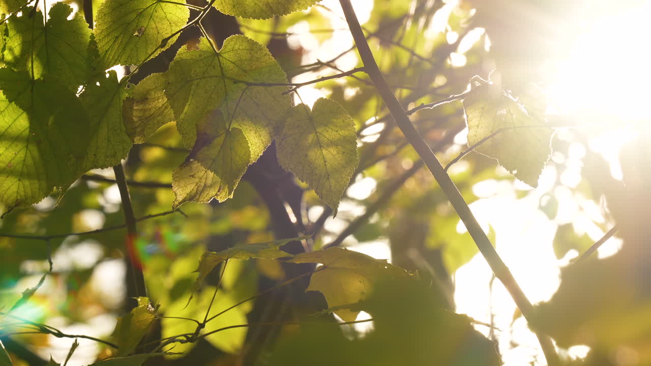 ослепительное солнце светит через желтые осенние листья в лесу