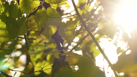 sol deslumbrante brillando a través de las hojas amarillas de otoño en el bosque