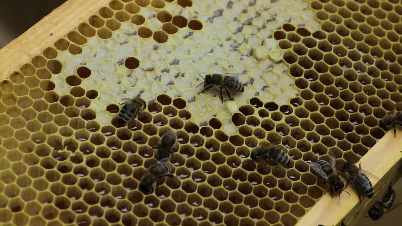 abejas en celdas con miel