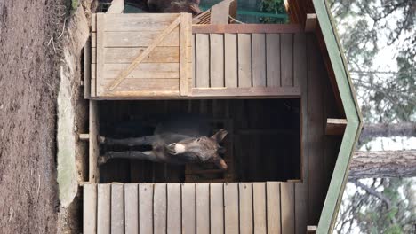 burro en un establo de madera